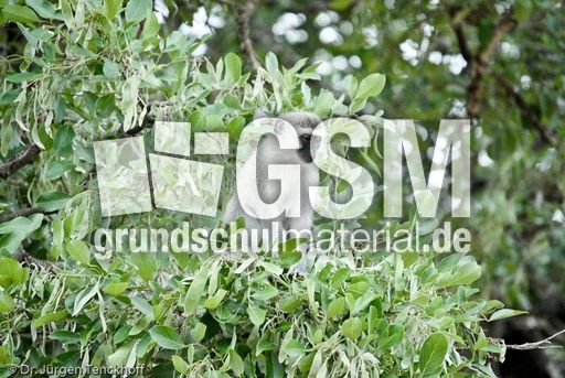 Grüne Meerkatzen (2 von 67).jpg